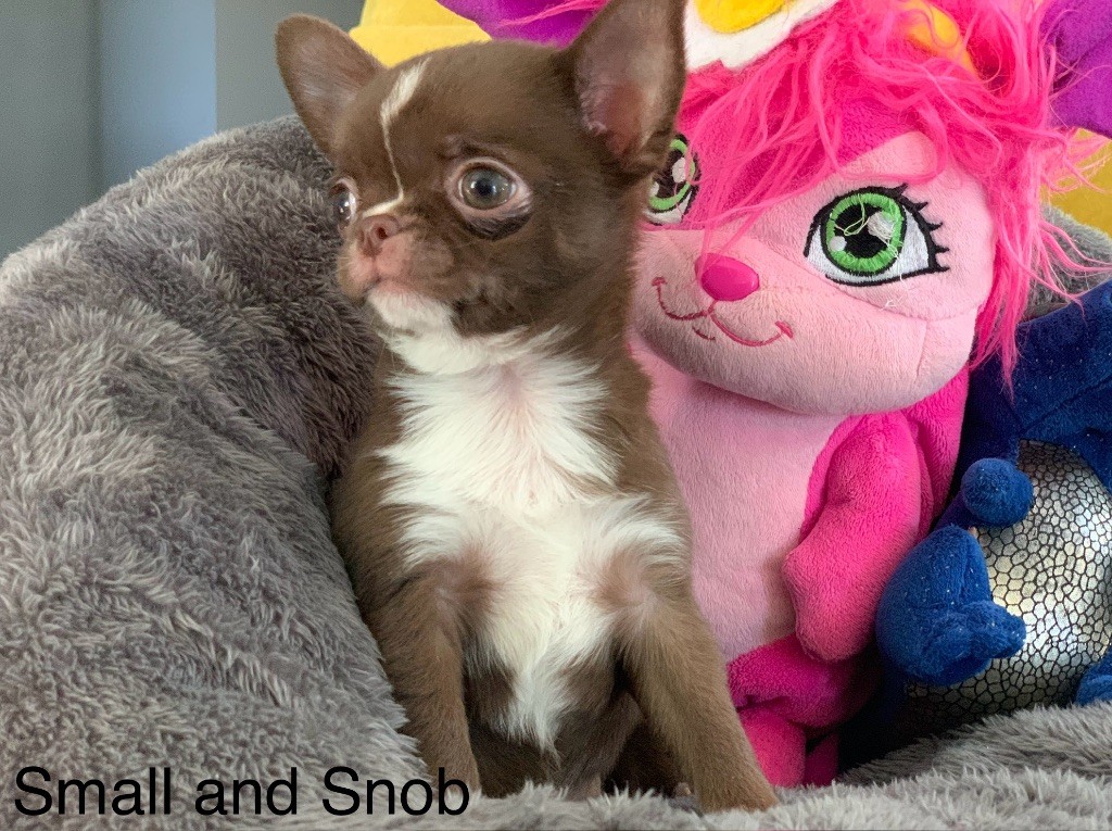 Small And Snob - Chiots disponibles - Chihuahua