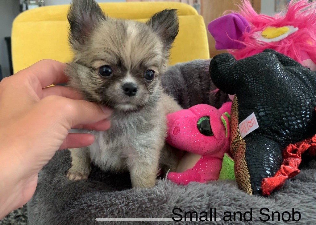 Small And Snob - Chiots disponibles - Chihuahua