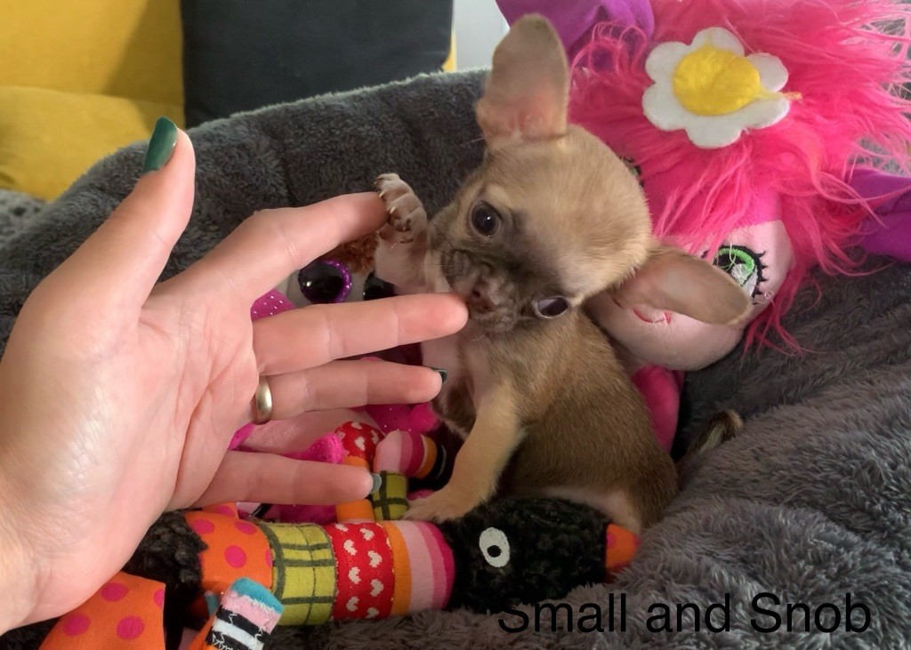 Small And Snob - Chiots disponibles - Chihuahua