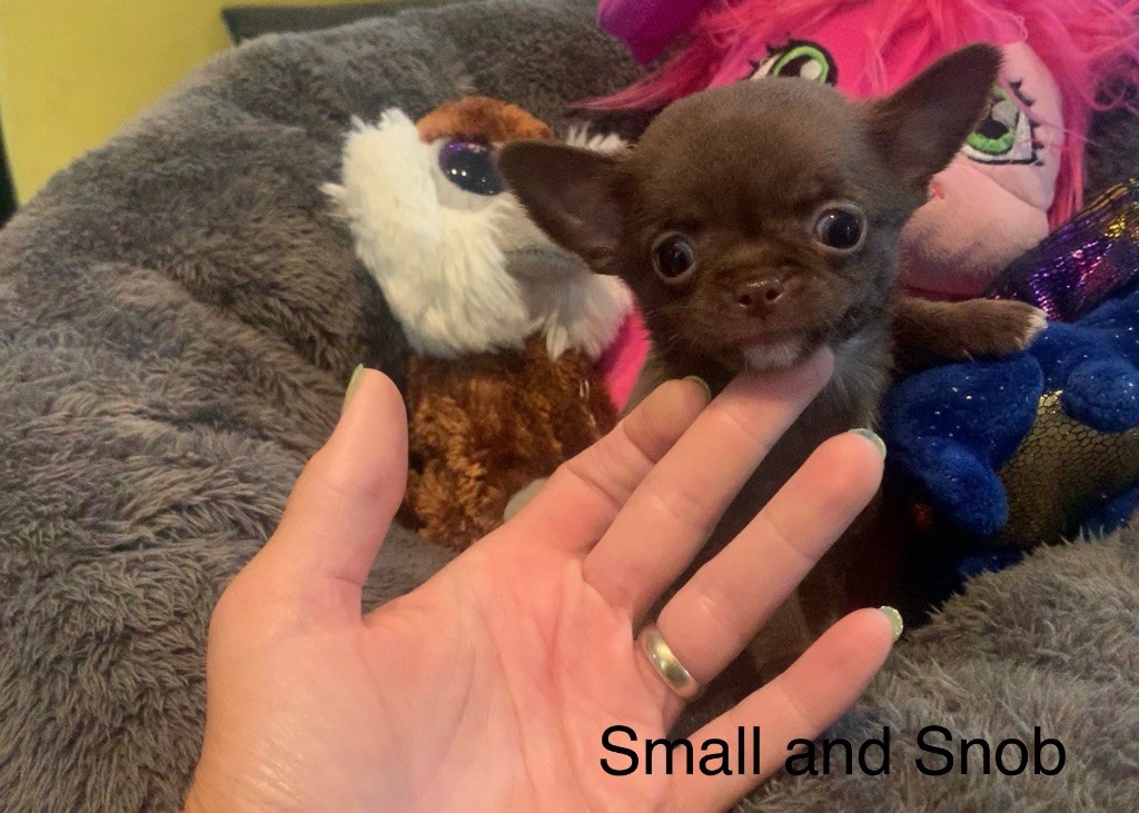 Small And Snob - Chiots disponibles - Chihuahua