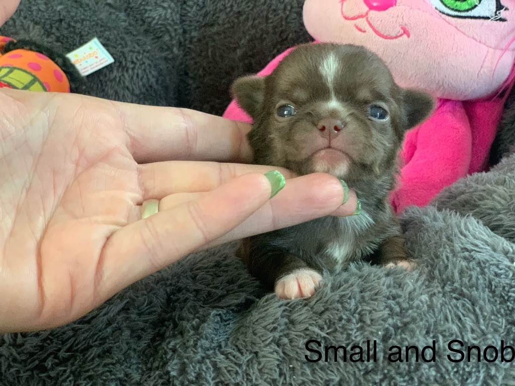 Small And Snob - Chiots disponibles - Chihuahua