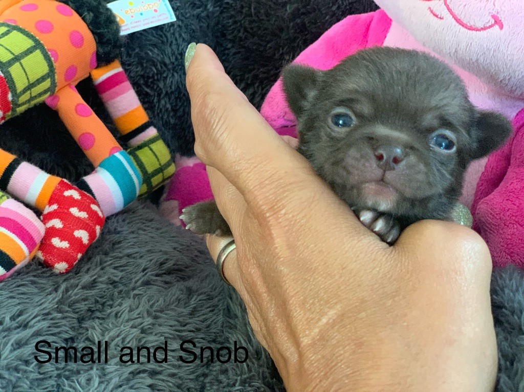 Small And Snob - Chiots disponibles - Chihuahua