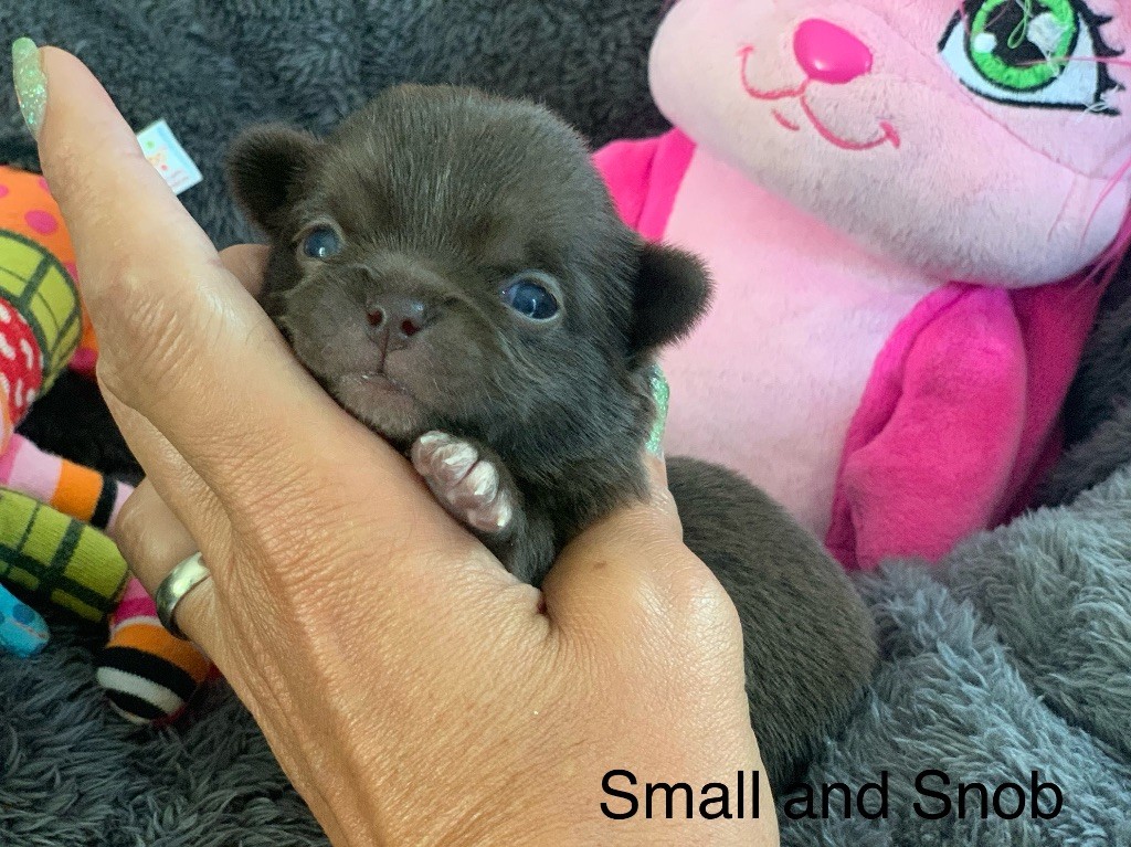 Small And Snob - Chiots disponibles - Chihuahua