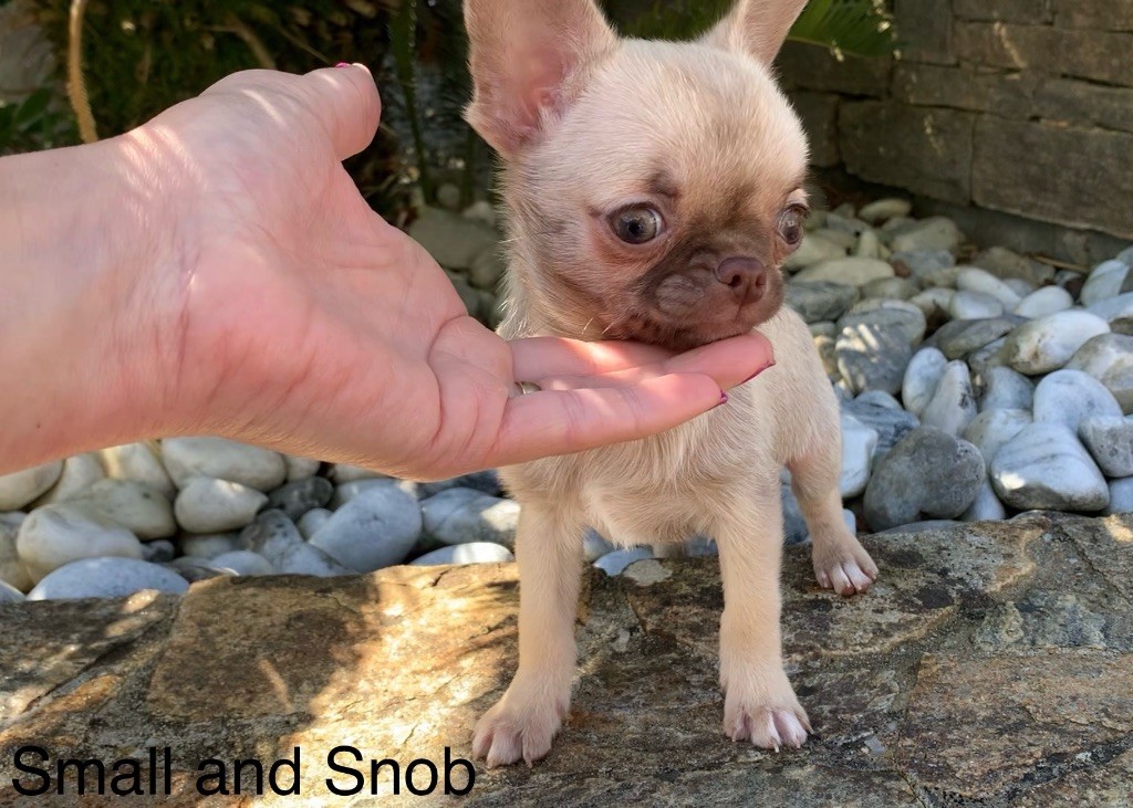 Small And Snob - Chiots disponibles - Chihuahua