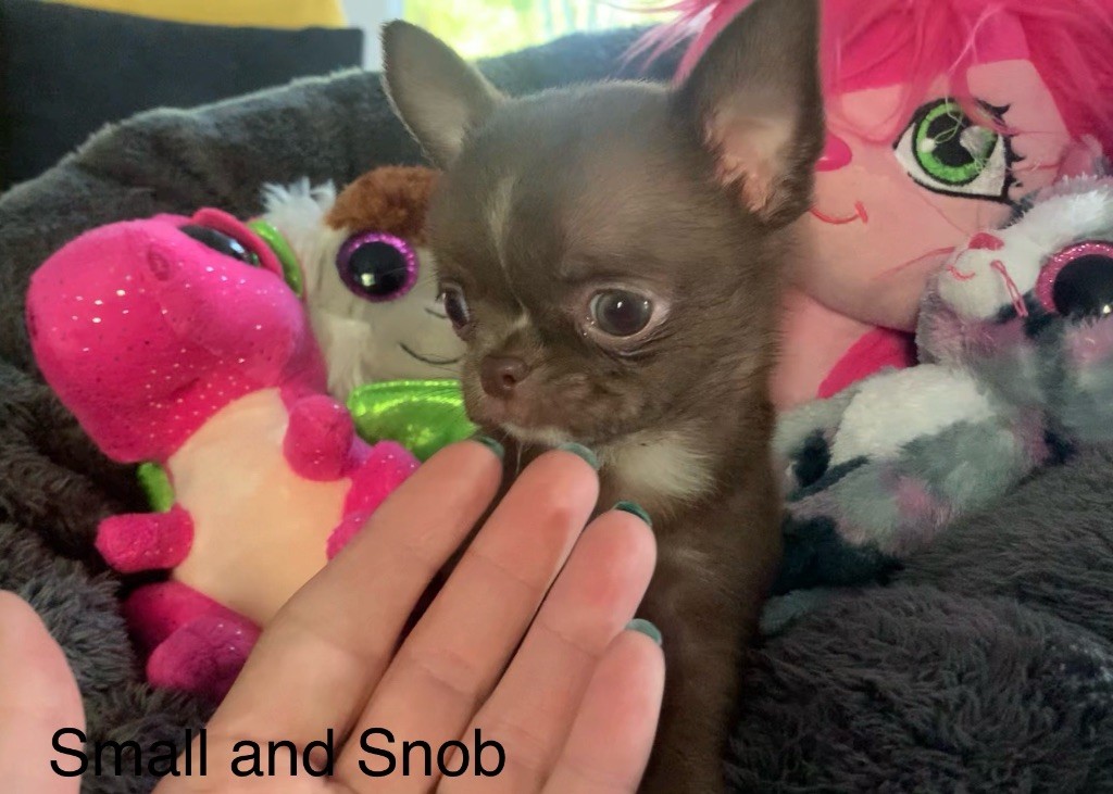 Small And Snob - Chiots disponibles - Chihuahua