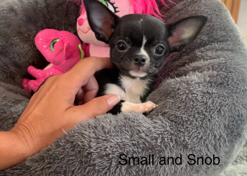 Small And Snob - Chiots disponibles - Chihuahua