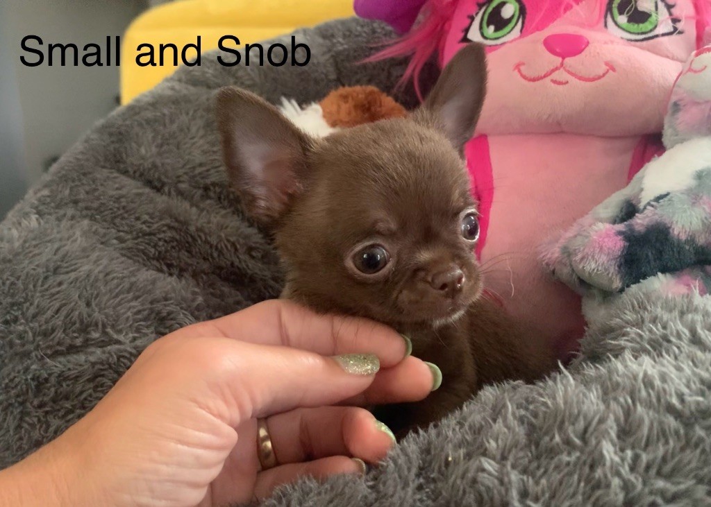 Small And Snob - Chiots disponibles - Chihuahua