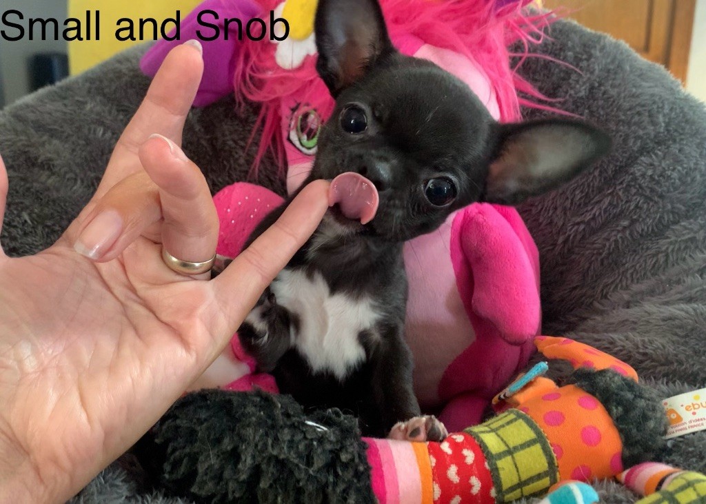 Small And Snob - Chiots disponibles - Chihuahua