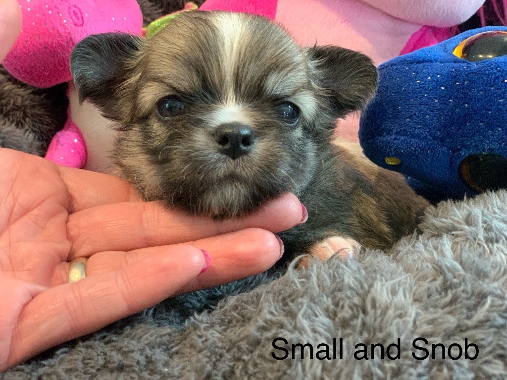 Small And Snob - Chiots disponibles - Chihuahua