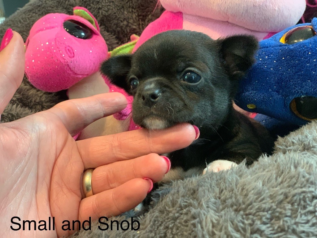 Small And Snob - Chiots disponibles - Chihuahua