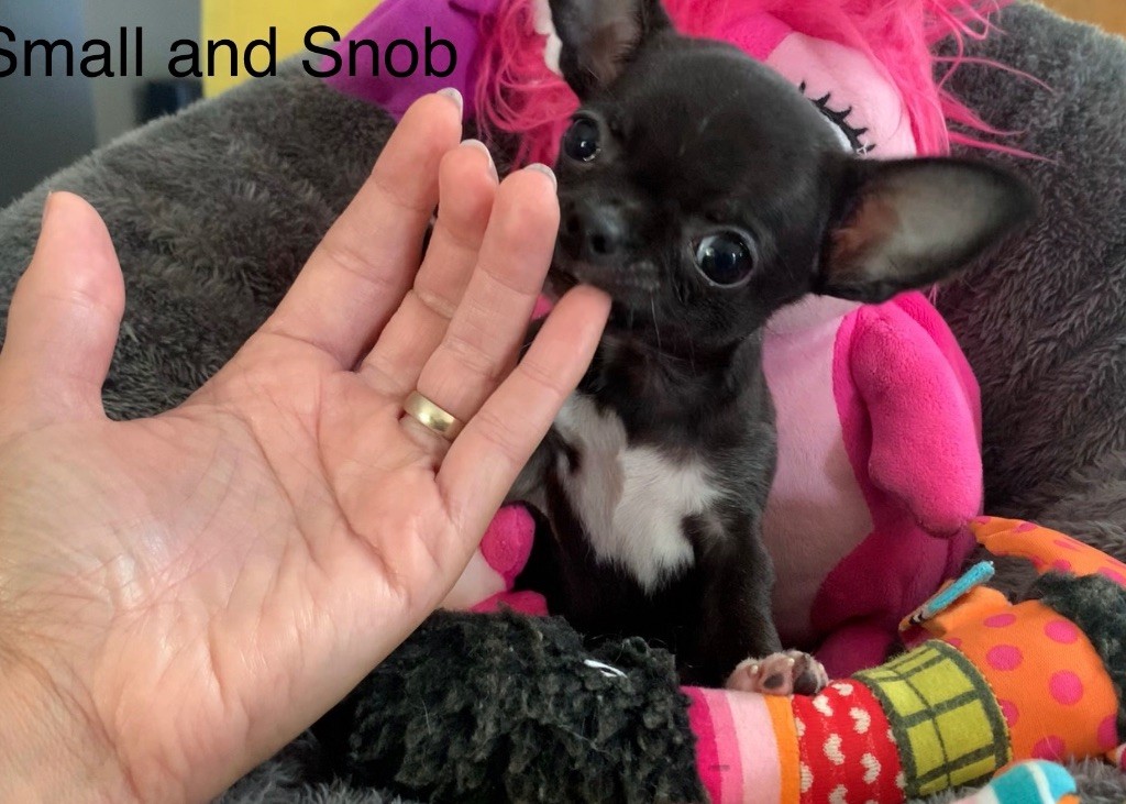 Small And Snob - Chihuahua - Portée née le 03/05/2025