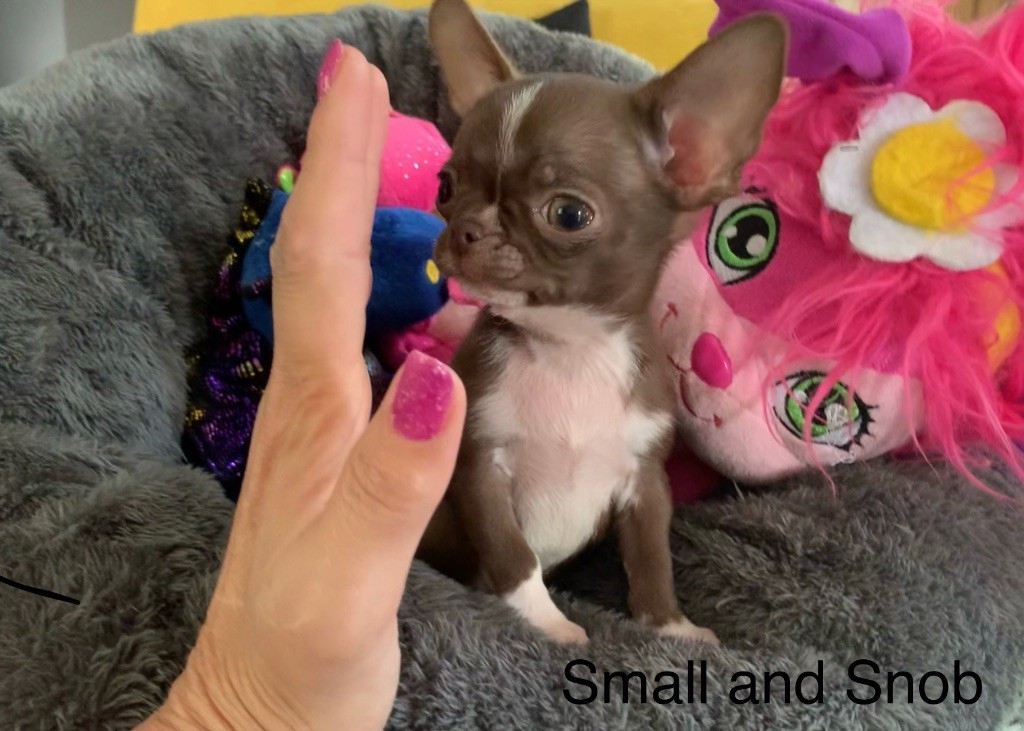 Small And Snob - Chiots disponibles - Chihuahua