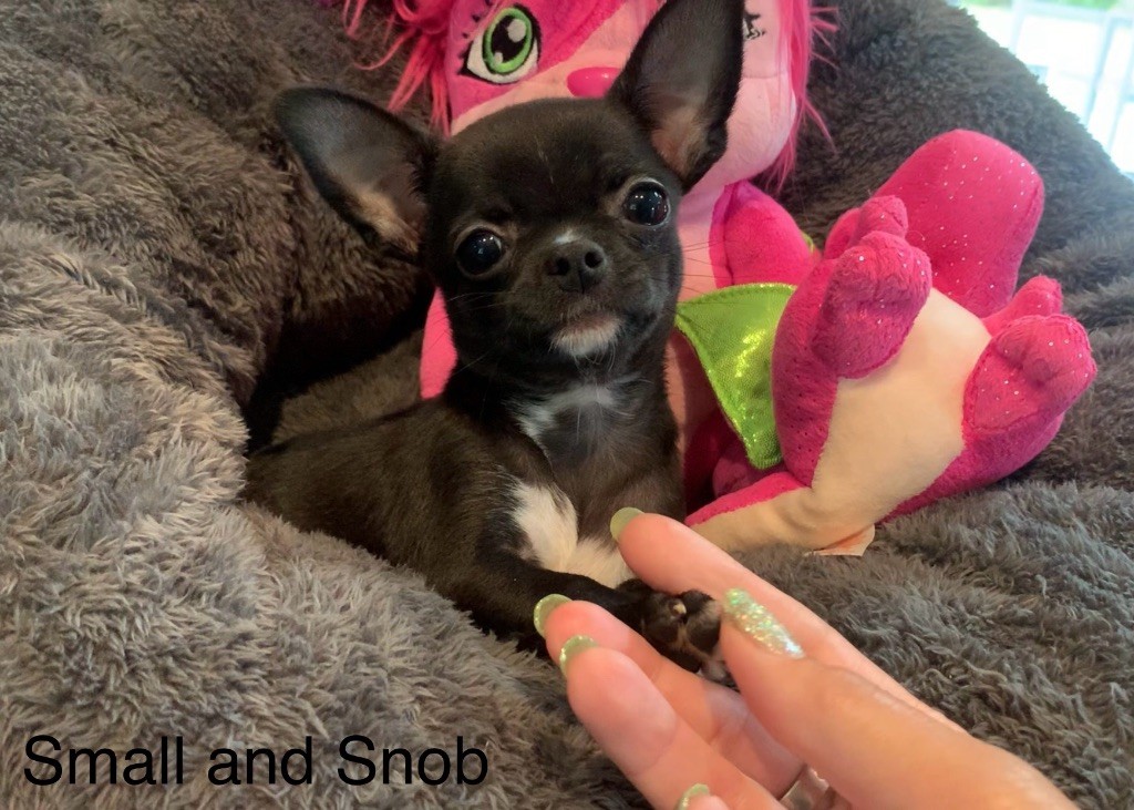 Small And Snob - Chiots disponibles - Chihuahua