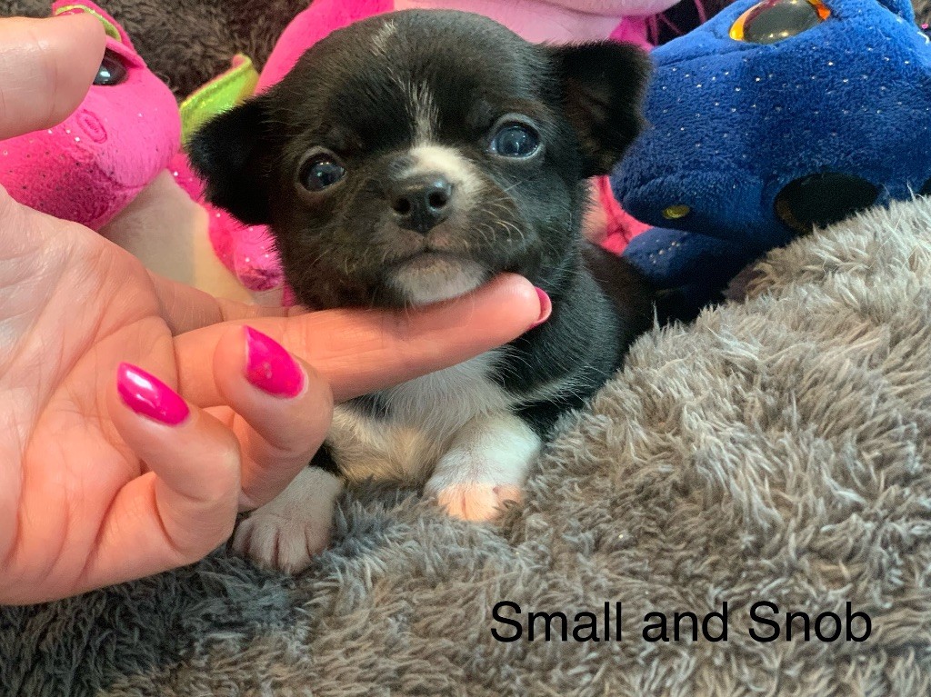Small And Snob - Chiots disponibles - Chihuahua
