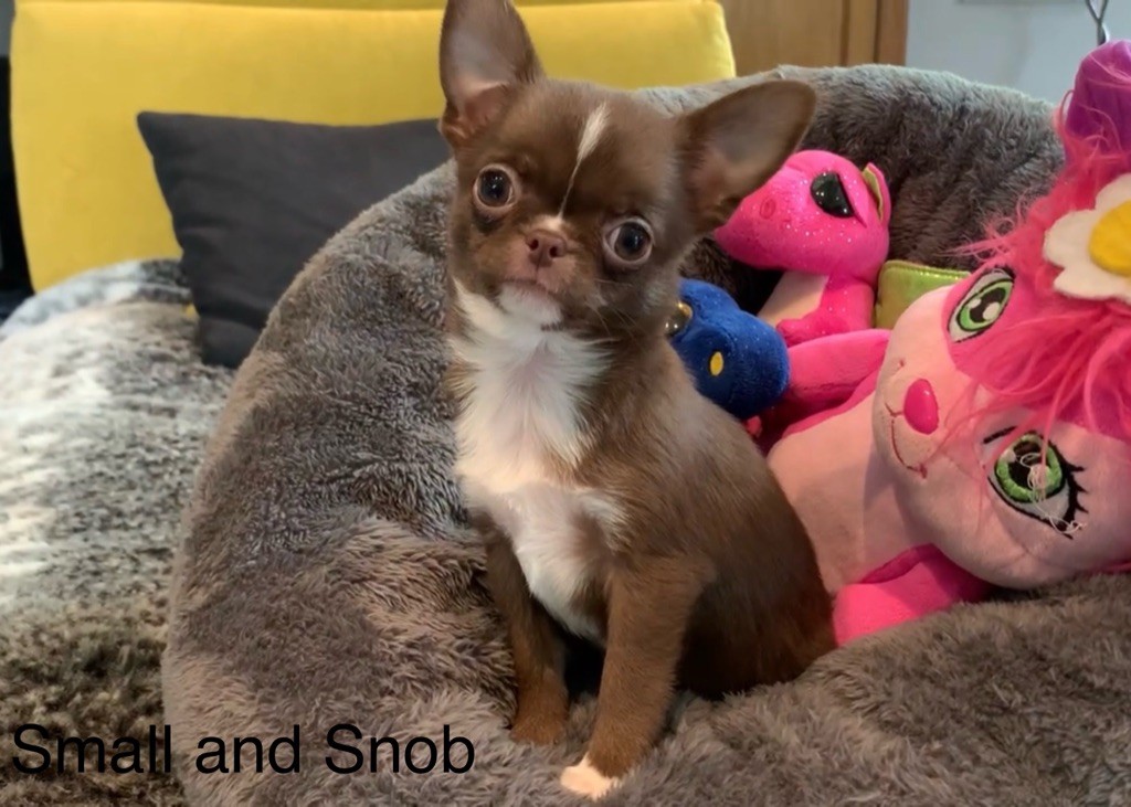 Small And Snob - Chiots disponibles - Chihuahua