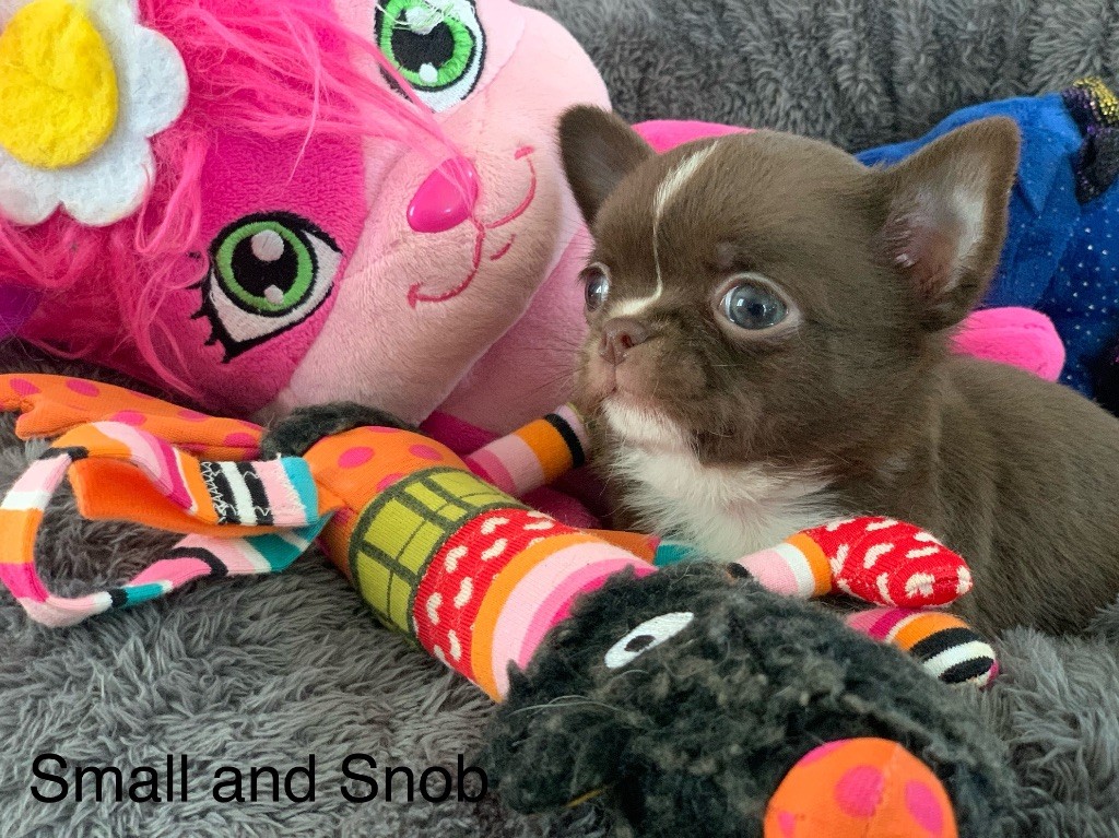 Small And Snob - Chiots disponibles - Chihuahua