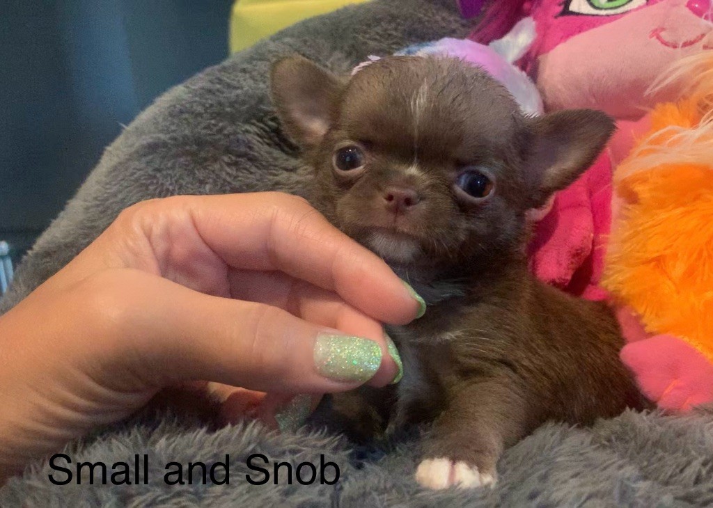 Small And Snob - Chiots disponibles - Chihuahua