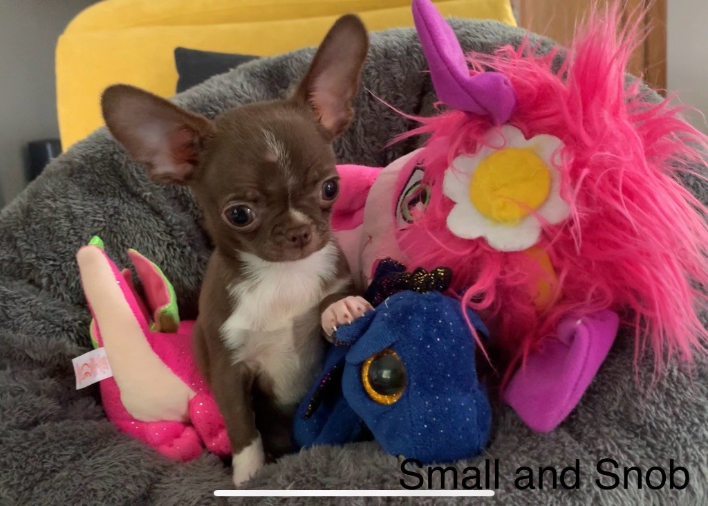 Chiot Chihuahua Small And Snob