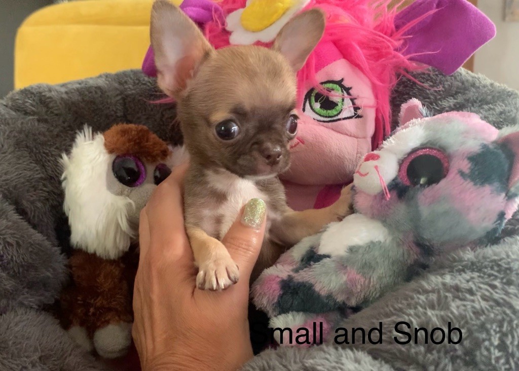 Small And Snob - Chihuahua - Portée née le 15/07/2025
