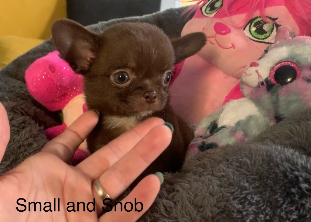 Small And Snob - Chiots disponibles - Chihuahua