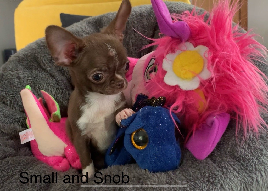 Small And Snob - Chiots disponibles - Chihuahua