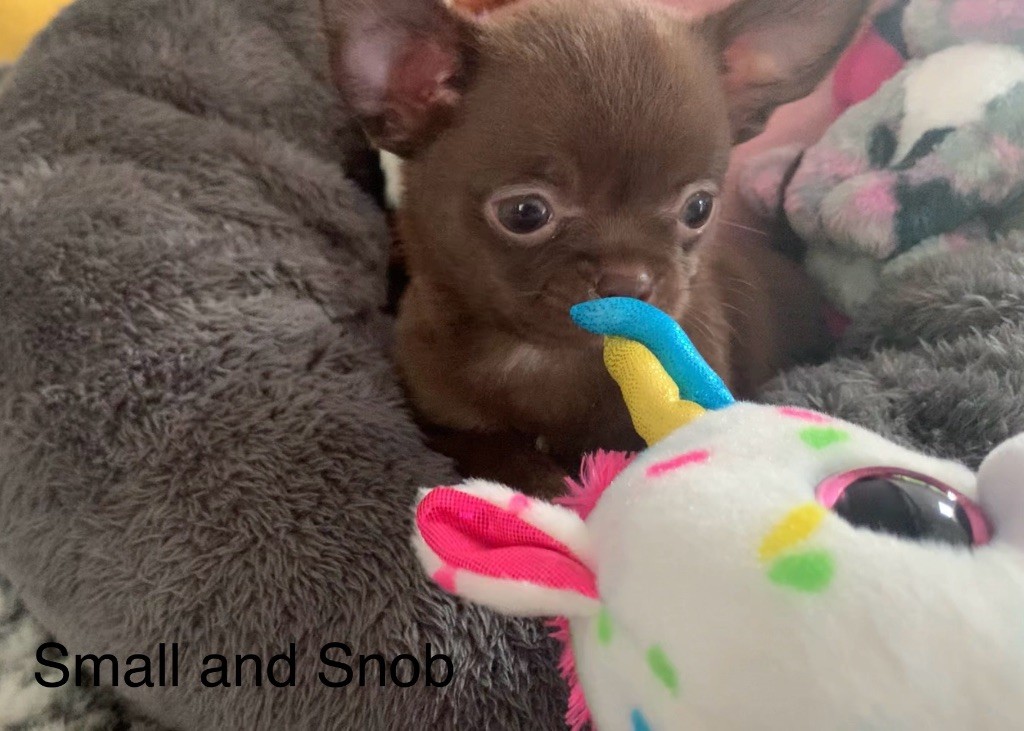 Small And Snob - Chihuahua - Portée née le 23/07/2025