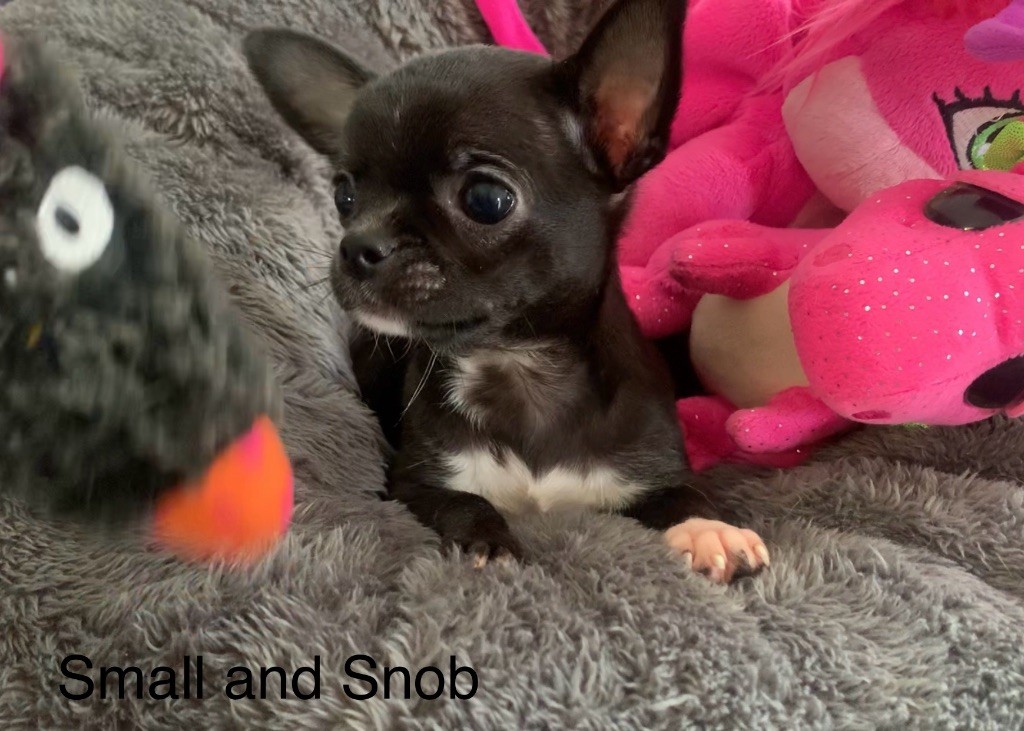 Small And Snob - Chiots disponibles - Chihuahua