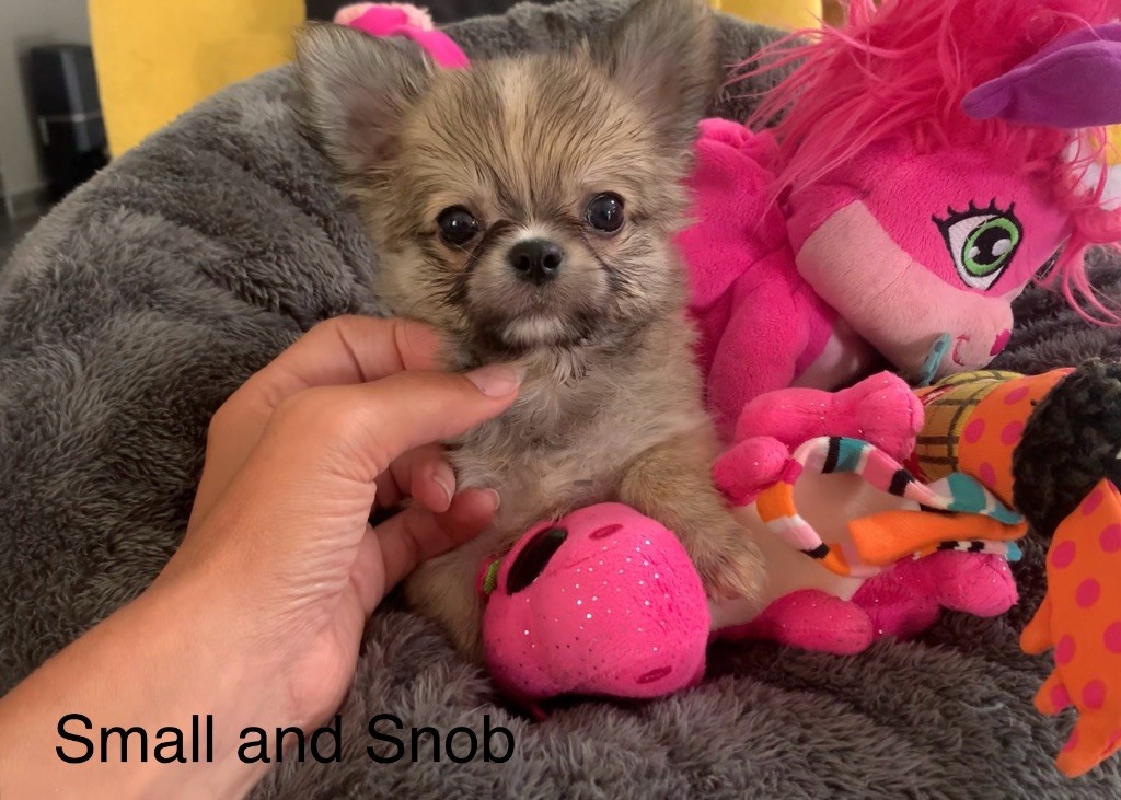Small And Snob - Chiots disponibles - Chihuahua