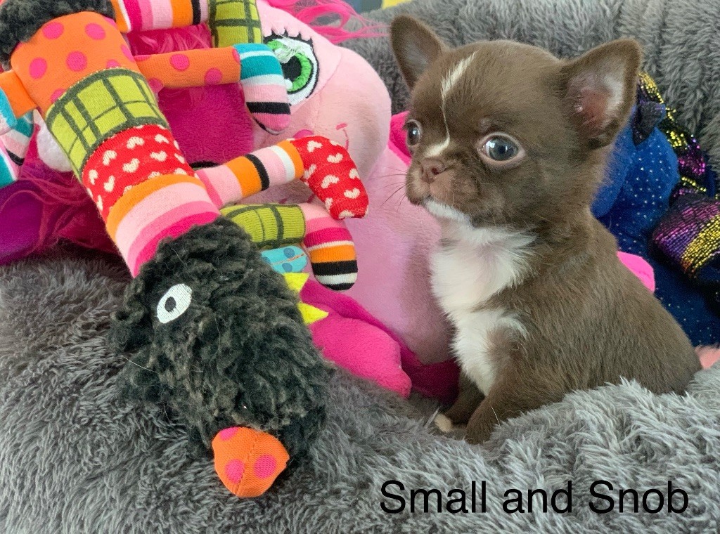 Small And Snob - Chiots disponibles - Chihuahua