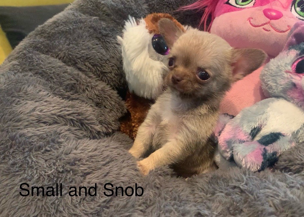 Small And Snob - Chiots disponibles - Chihuahua