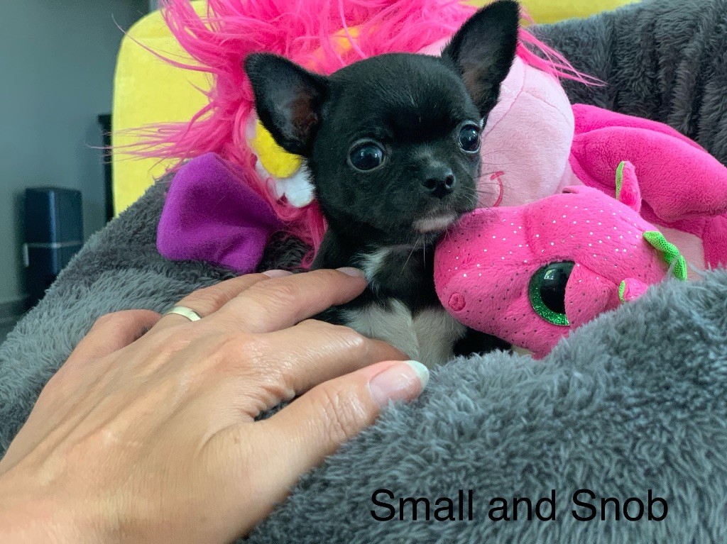 Small And Snob - Chiots disponibles - Chihuahua