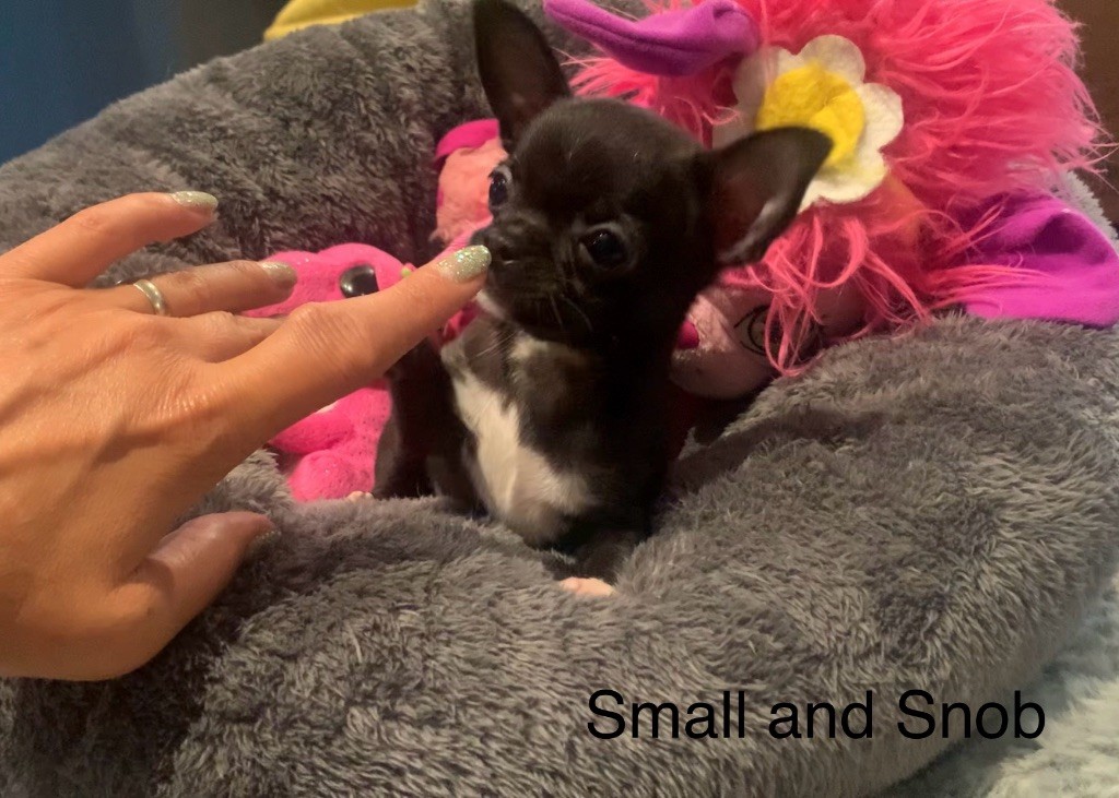 Small And Snob - Chiots disponibles - Chihuahua