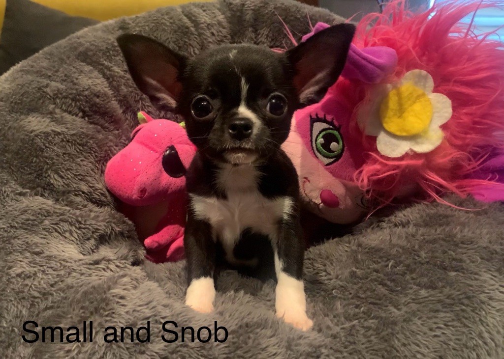 Small And Snob - Chiots disponibles - Chihuahua