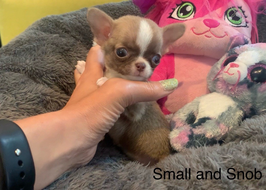 Small And Snob - Chiots disponibles - Chihuahua