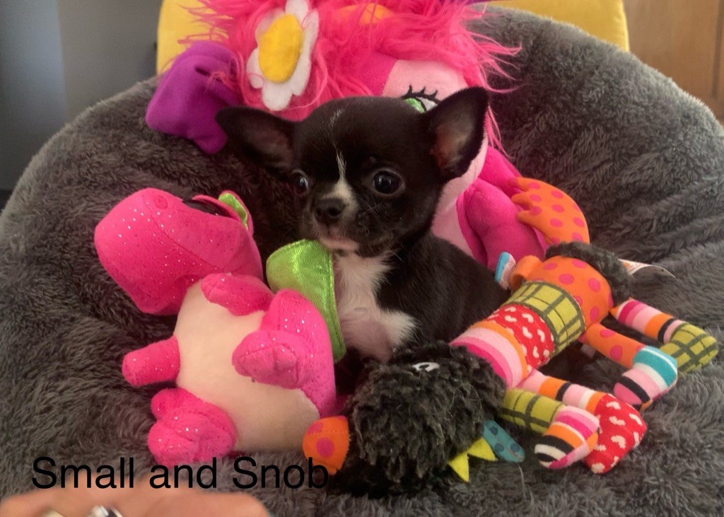 Small And Snob - Chiots disponibles - Chihuahua
