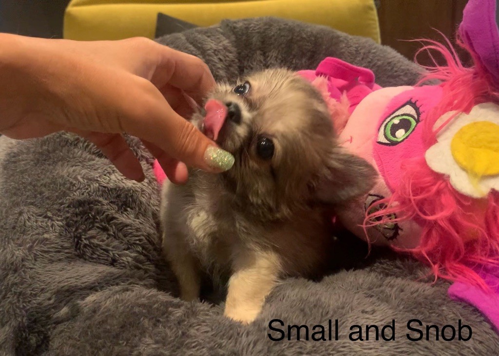 Small And Snob - Chiots disponibles - Chihuahua