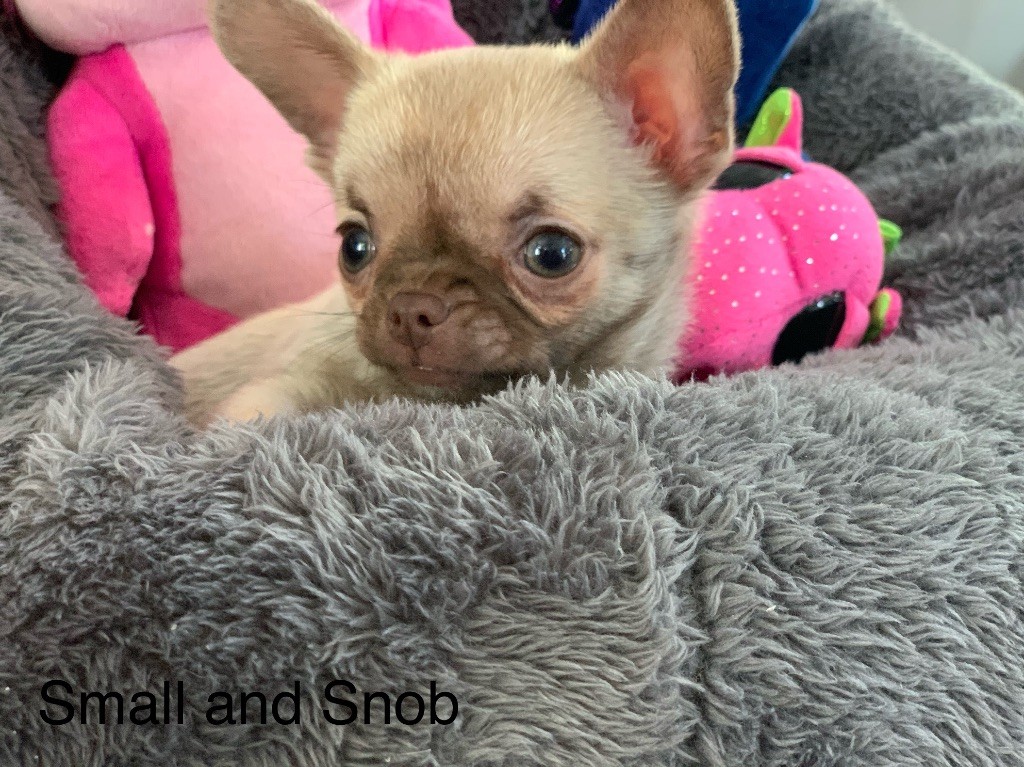 Small And Snob - Chiots disponibles - Chihuahua