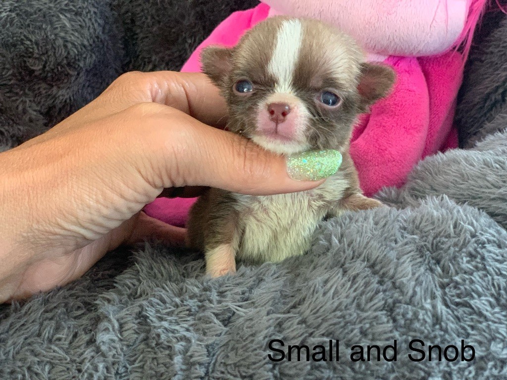 Small And Snob - Chiots disponibles - Chihuahua