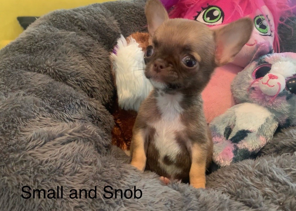 Small And Snob - Chiots disponibles - Chihuahua
