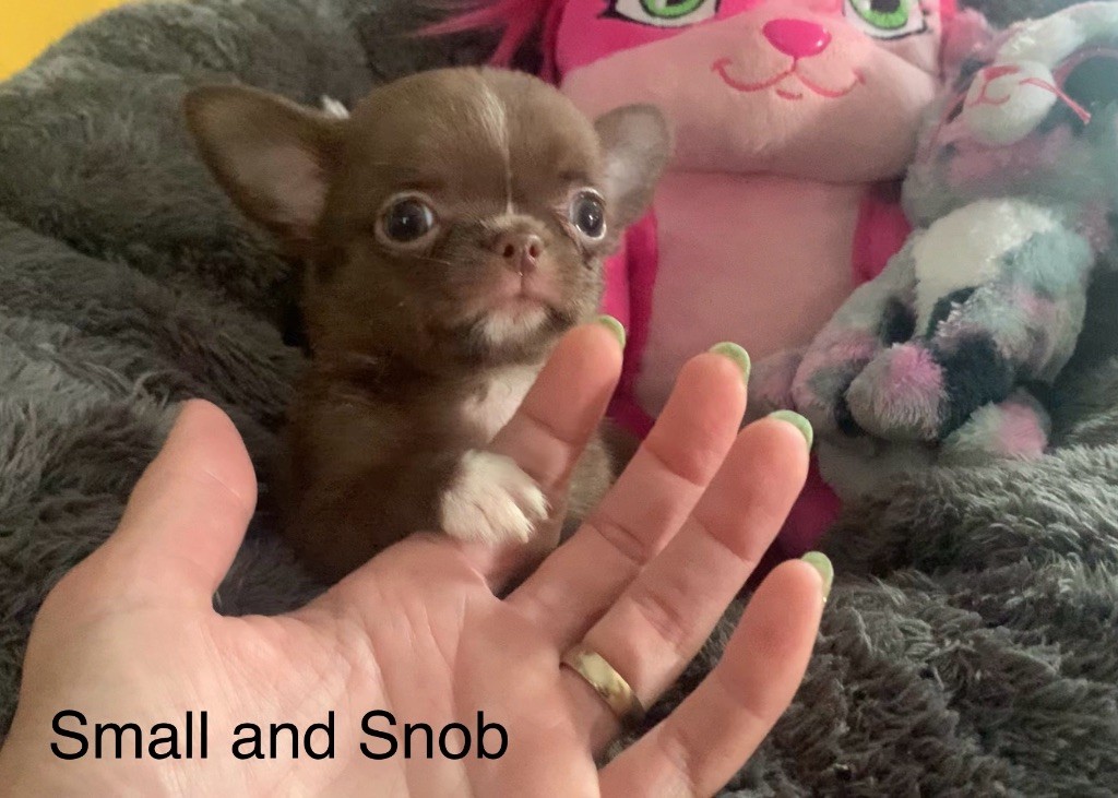 Small And Snob - Chiots disponibles - Chihuahua