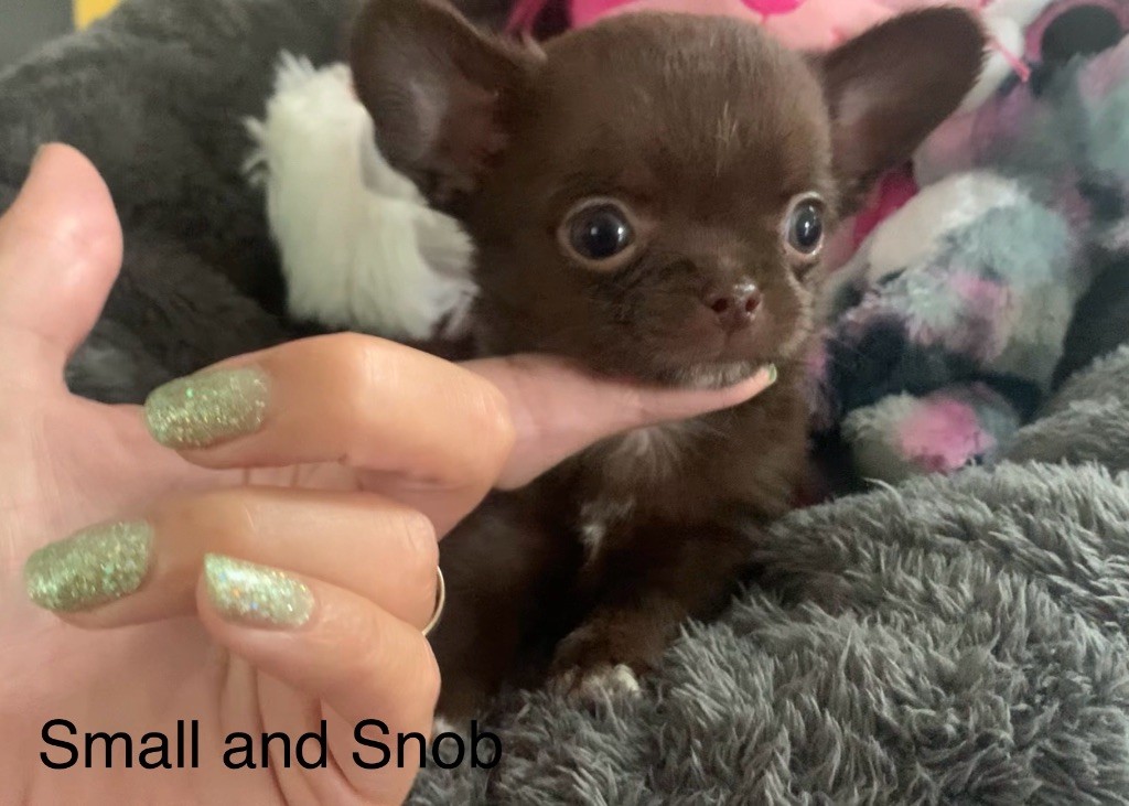 Small And Snob - Chiots disponibles - Chihuahua