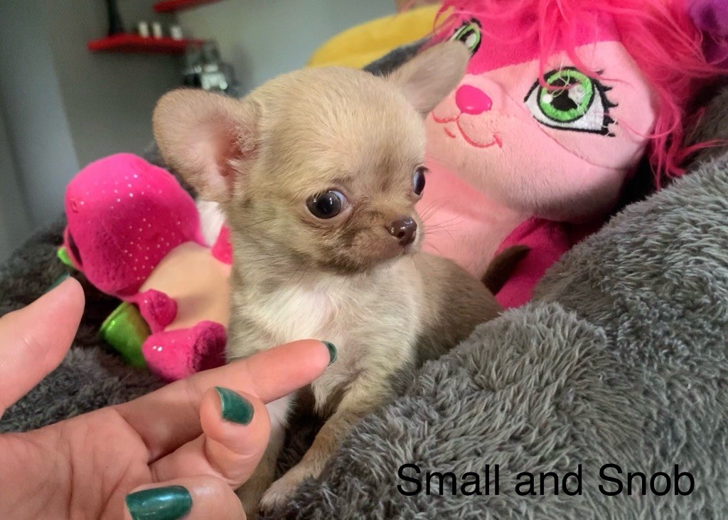 Small And Snob - Chiots disponibles - Chihuahua